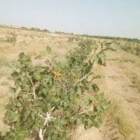 فروش زمین  با نهال پسته|فروش زمین و ملک کلنگی|تربت‌حیدریه, پائین ولایت|دیوار