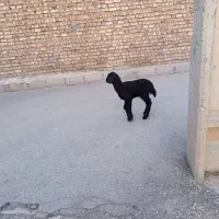 نره برع شیر خوار