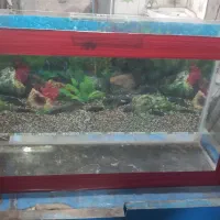 اکواریوم