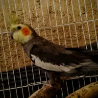 نر کاملا سخنگو