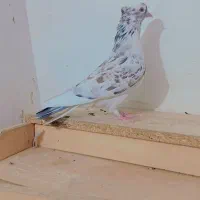 کفتر ۳ عدد گرفته زوردارر