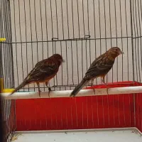 قناری رسمی ماده، سرخ سوخته