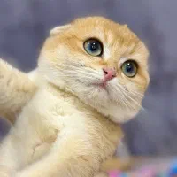 گربه صورت خرسی ناناز وعروسکی