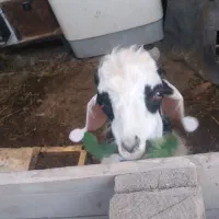 بزغاله|حیوانات مزرعه|مشهد, فرخد|دیوار