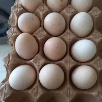 تخم لاری نطفه دار