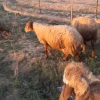 ۲۶ عدد میش بره دار فروشی