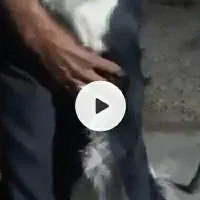 سگ.پاکوتاه.سیاه.