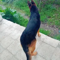 ماده ژرمن کلاسیک|سگ|رشت, حومه رشت|دیوار