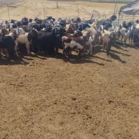 گله بزداشتی