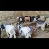 بز‌ وبیگ