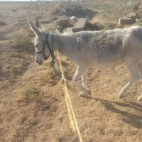 خر آبستن