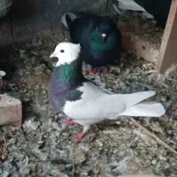 طوقی ماده و جوجه بدرنگ پرشی