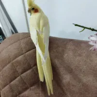 طوطی عروس  هلندی  نر زعفرانی خاص