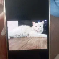 گربه پرشین چشم آبی