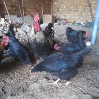 خروس محلی جوان