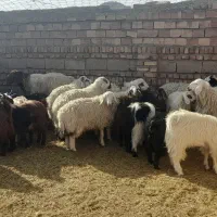 بره و بزغاله|حیوانات مزرعه|قائن, |دیوار