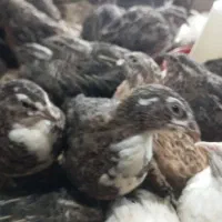 بلدرچین