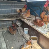 خروس مرغ تخم گذار