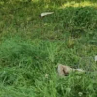 اجاره 5هکتار زمین کشاورزی بیرانشهر روستای سیل گرگی