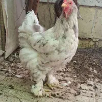 مرغ برهما بلو