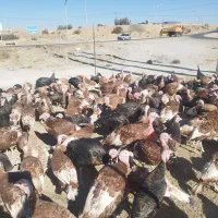 بوقلمون ماده بوربون و برنز