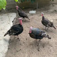 بوقلمون نر ماده فروشی