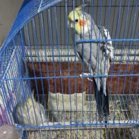 ۱۰تا عروس|پرنده|بروجرد, |دیوار