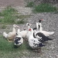 فروش اردک اسرائیلی