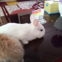 خرگوش لوپ|موش و خرگوش|بیرجند, |دیوار