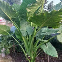 باباآدم ارتفاع بالای یک متر