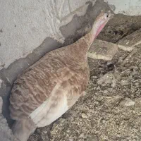 بوقلمون ماده کرچ خوشرنگ