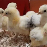 فروش تعدادی جوجه برهما در نی ریز