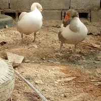 قو غاز فروشی