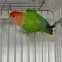 طوطی برزیلی اوپال