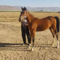 کره مادیان درهشوری