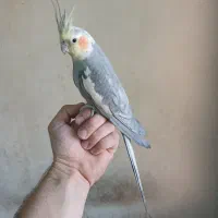 سه عدد عروس هلندی نر و ماده مولد و جوجه ی گلباقالی|پرنده|ساوه, |دیوار