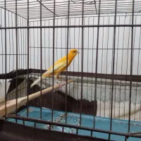 قناری نر جوان