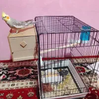 جفت عروس هلندی با تخم و قفس