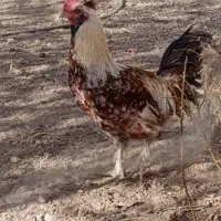 خروس|حیوانات مزرعه|قزوین, |دیوار