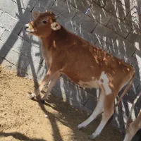 گاو جرسی آبستن جلب گوساله نر گستر سیمیتال