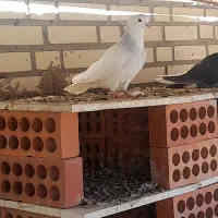 طوقی|پرنده|فشاپویه, |دیوار