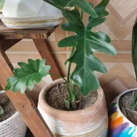 دیفن باخیا یوکا سانسوریا برگ انجیری کالانگو پتوس|گل و گیاه طبیعی|اسلامشهر, شهرک محمدیه|دیوار