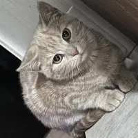 گربه بالغ و بچه گربه دو تا شیش ماهه جهت واگذاری