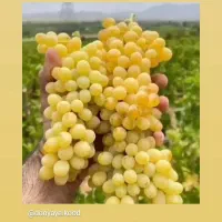 انگور شانی دیم سردشت کردستان سیاه انگورشانی سفیدبی|خدمات باغبانی و درختکاری|تهران, میدان میوه و تره‌بار مرکزی|دیوار