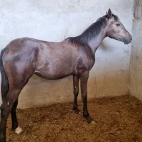 فروش کره مادیان کورسی