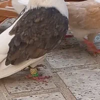 کبوتر دوبالی نر و ماده|پرنده|تاکستان, |دیوار