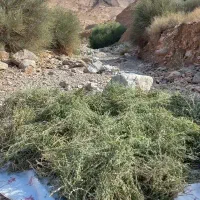 اویشن برگ سوزنی بهترین بو عطر قارا