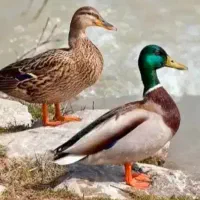 جوجه اردک کله سبز اخضیری پروازی نوذری دراهواز|حیوانات مزرعه|اهواز, شریعتی جنوبی|دیوار