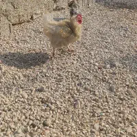 مرغ وخروس وقوقاز