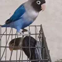 طوطی برزیلی|پرنده|خرمشهر, |دیوار